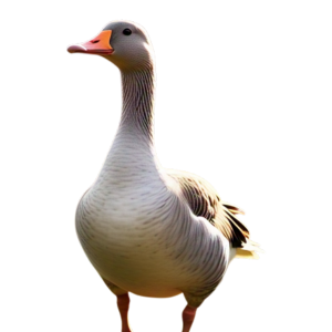 angsa