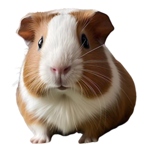 marmut