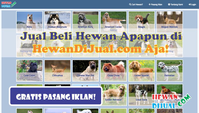 Dijual Kucing Murah u0026 Terpercaya  HewanDijual.com