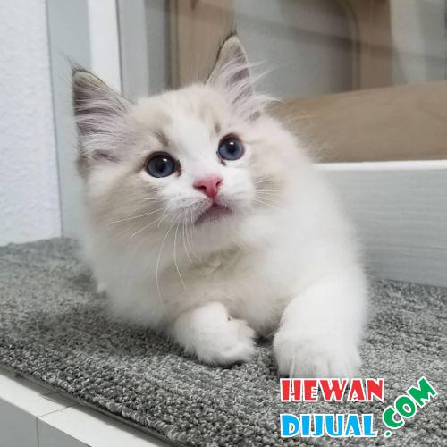 Kucing Ragdoll Sehat Tanpa Penyakit - HewanDijual