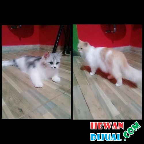 DiJual] 2 ekor kucing persia lucu