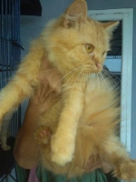 Kucing anggora jantan jinak