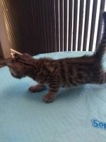 Open Booking Bengal Show Quality