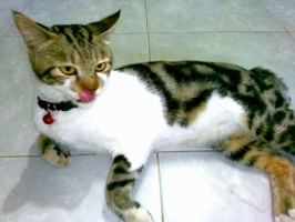 Kucing belang telon jantan