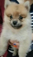 Anakan pomeranian murni
