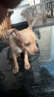 2 Anak Anjing Minipincher Brown Betina