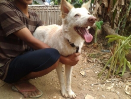 Anjing Siberian Husky, umur 8bln + Kandang