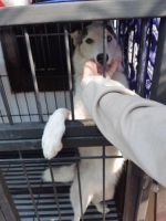 Anjing Husky Betina Blue Eyes Terawat