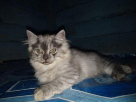 4 ekor maine Coon ( 2 kembar, yang satu abu