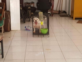 Exotic bully