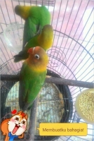 borongan burung love bird baby 3 ekor
