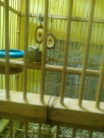 Burung Opior (Pior) Jawa