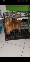 Indukan minipom murah