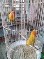 LB 2 paskun 1 sama pasjo 1 net bisa di cek ke rumah