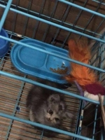 2 Kucing ( Induk dan Anak) + Kandang uk 90 (besar) + Peralatan dan Perlengkapan Kucing