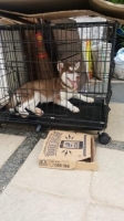 Siberian husky 4bln sudah vaksin + stambum