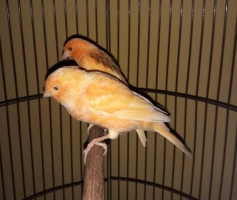 2 ekor kenari jantan dan betina
