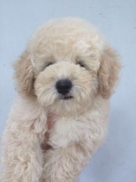 Anjing poodel sehat,lincah stambun & vaksin