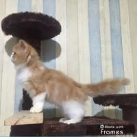 Kucing/Kitten Persia Peaknose Ready Adopt Jantan 3 Bulan
