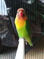 Love bird josan muka merah dan burung aja lengkap.