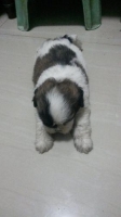 Ada 3 ekor anakan shihtzu