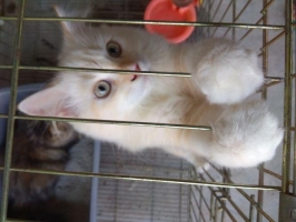 Kucing anggora spesial