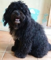Free Adopsi Shih Tzu Jantan 2thn