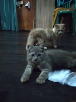 Kucing blasteran anggora dan persia umur 4 bln