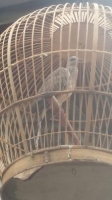 Burung tekukur kuk 3 dan kuk 4