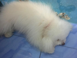 Poodle putih stambum 4 tahun vaksin hilang lengkap dengan peralatan nya mis'nya kandang dll