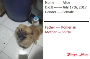 shitzu mix pomerian pure