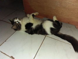 Kucing anggora jantan dan terawat!