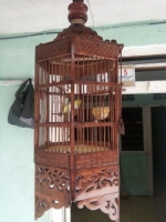 1 ekor PLECI+kandang fs