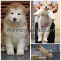 9 Ekor Alaskan Malamute Turunan Champion & Import