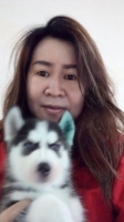 Anakan Champion Siberian Husky