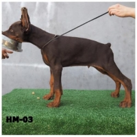 Anjing doberman puppy usia 2bln stambum + vaksin