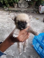 Anjing minipom jantan umur 1,5 bulan,makan lahap,sehat,lincah