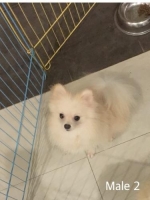 Supermini pomeranian. Vaksin komplit dan stambum.