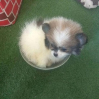 Mini Pomeranian Party (Jantan) Super Quality & White (Betina) Good Quality