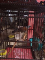Burung Kicau Poksay Mantel