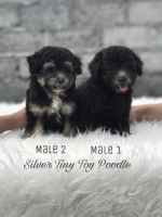 Puppy SILVER Tiny Poodle Jantan, LANGKAH !! Size Kecil, Kaki ceper & Body Pendek. STAMBUM