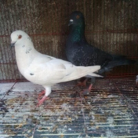 Jual Beli Burung Merpati Jual Beli