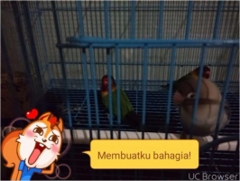 3ekor lovbird josan taiwan x dark green x pasvio dewasa