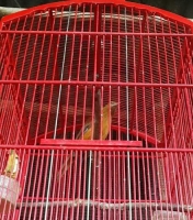 Pitohui emas papua, gacor