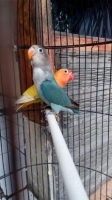 Lovebird biru FC dan pastel kuning, usia 4 bulan