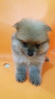 Anakan mini pomeranian