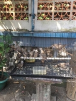 Anakan perkutut bangkok