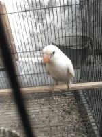 2 ekor Lovebird Pasput Paud murah
