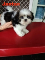 Jual 4 Ekor Anak Shih Tzu Jantan dan Betina