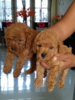 Anakan anjing mini toys podle umur 2bln